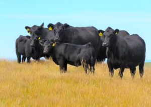 Group of Fossil Creek Bulls