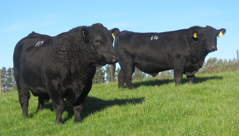 two Fossil Creek bulls on grass